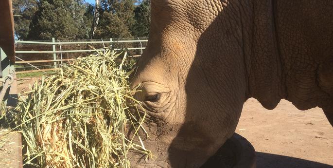 World Rhino Day - Meet Umfana