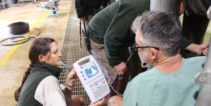 Thong Dee in final stages of pregnancy