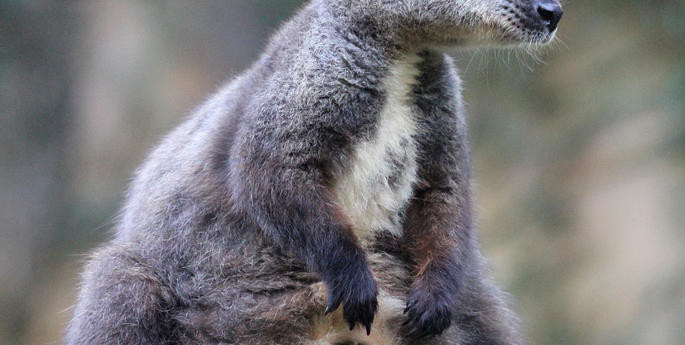 Unexpected birth surprises Taronga keepers