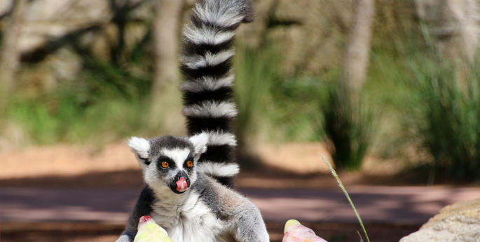 CHRISTMAS COMES EARLY FOR TARONGA’S ANIMALS