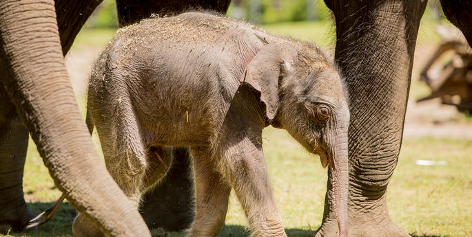 Witnessing a slice of history in Dubbo