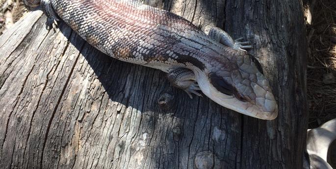 Looking out for lizards