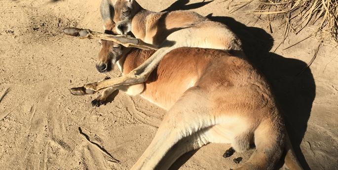 What Personal Space?