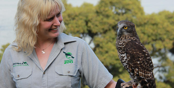 Who’s Watching the Owls of Mosman?