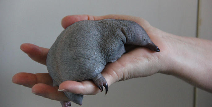 Taronga Cares for Tiny Echidna Puggle