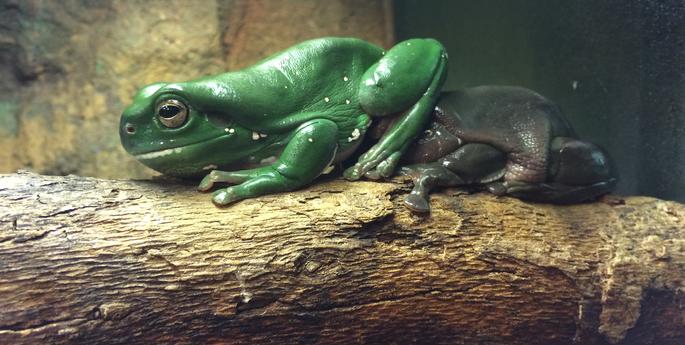 Froggy friends leap to it