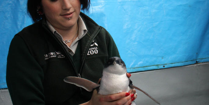 Little Penguins Return to the Wild