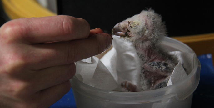 Keeper Diary: Raising Owls