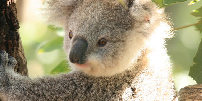 Zoo celebrates Wild Mother’s Day