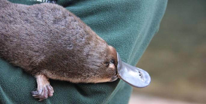 National Threatened Species Day 2019