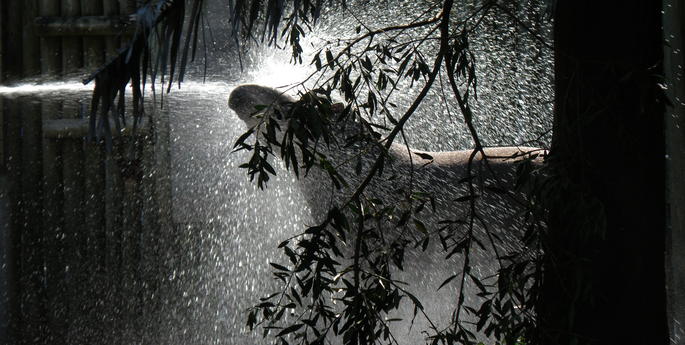 Brazilian Tapir Welcomes Summer