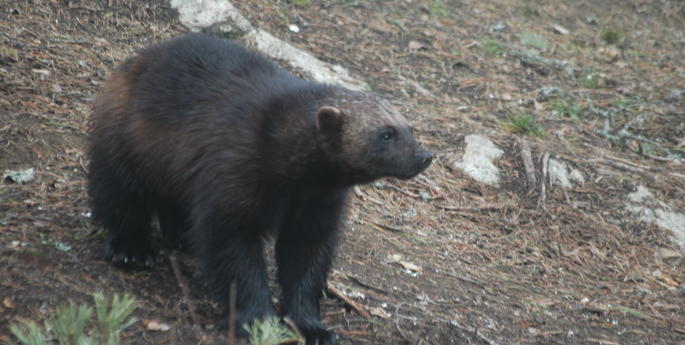 Small, Shy But Very Fierce