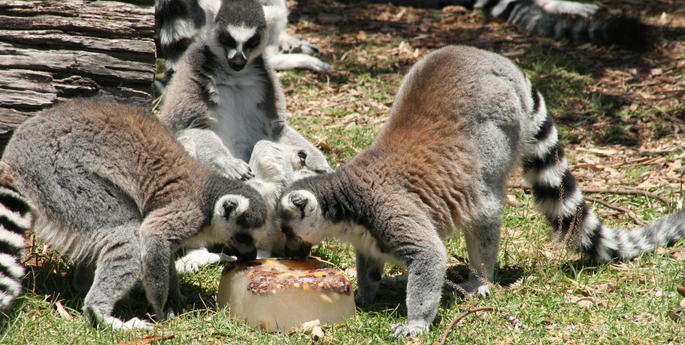 Cool treats for the animals