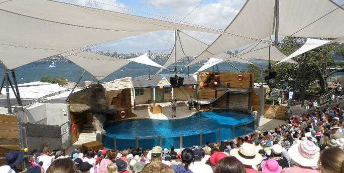 Sea-lions splash into warmer weather