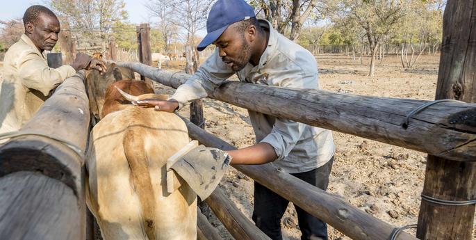 Eye catching conservation tool