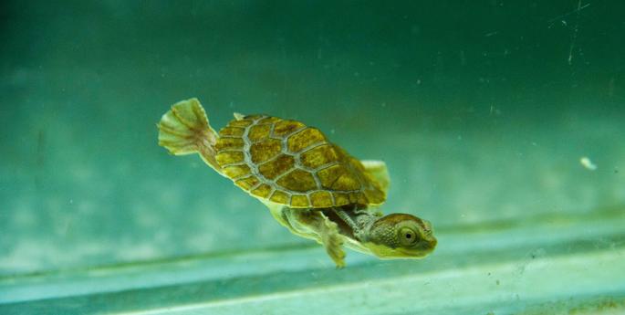 Baby boom for the Bellinger River Snapping Turtle