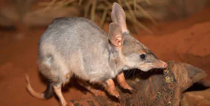 National Bilby Day 2019