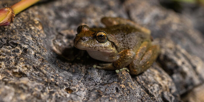 First Booroolong Frog Release