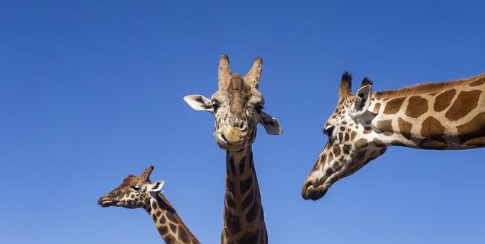 World Giraffe Day