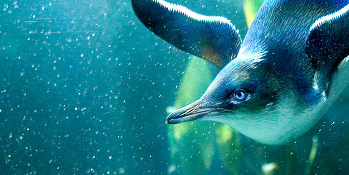 Little Penguin release