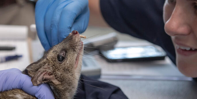 New arrivals to Quoll breeding program