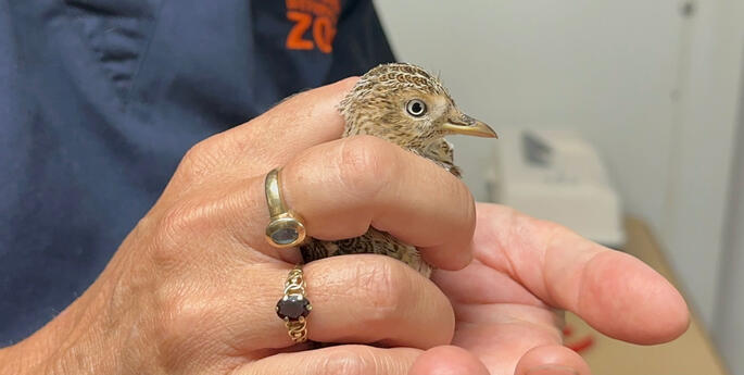 Egg-ceptional breeding season