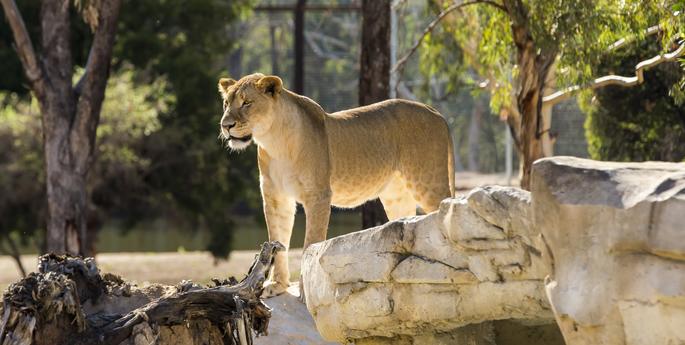 Makeba and Zuri heading west