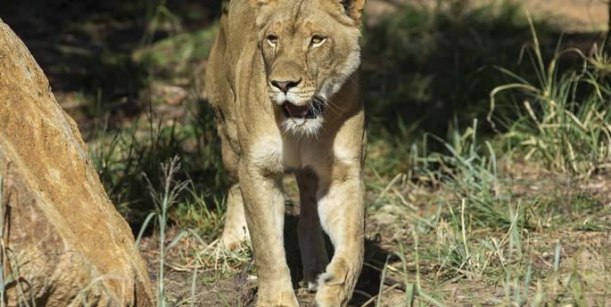 New Lions at Pride Lands