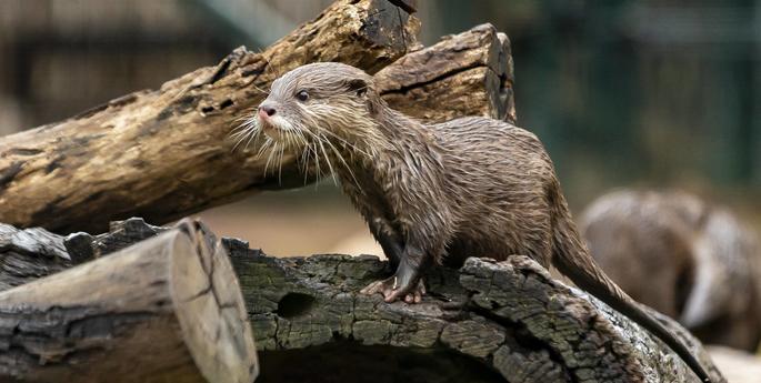 See new arrivals this spring in Dubbo