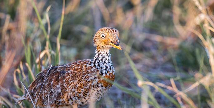 Plains-wanderers return to the Hay Plains