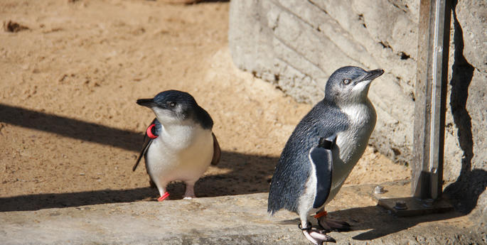 A goud-announcement from Taronga Zoo!