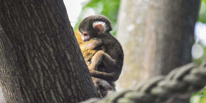 Squirrel Monkey Baby Boom