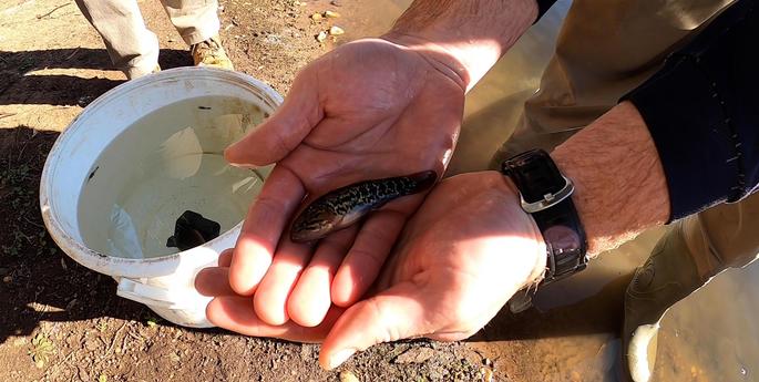 Rare fish thriving at new home