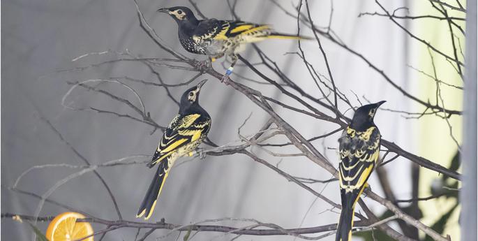 Sweet release for Regent Honeyeaters