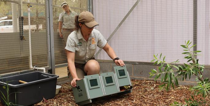 Dubbo Zoo to help save Regent Honeyeaters