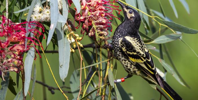 Positive signs for second breeding season