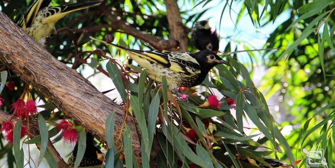 First breeding season for rare bird a success