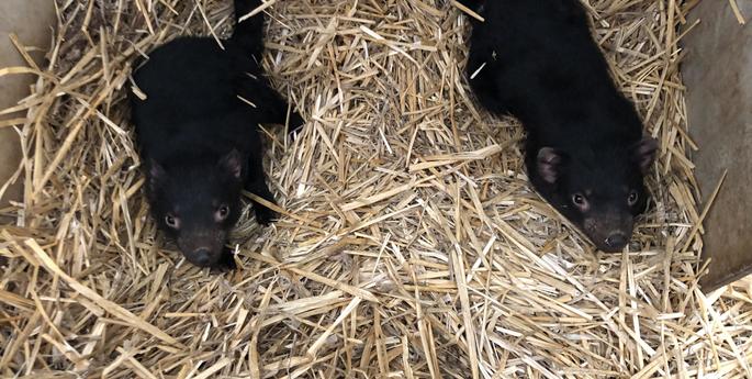 Six Tasmanian Devil joeys born in Dubbo