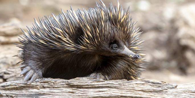Dubbo Zoo celebrates Echidna breeding success