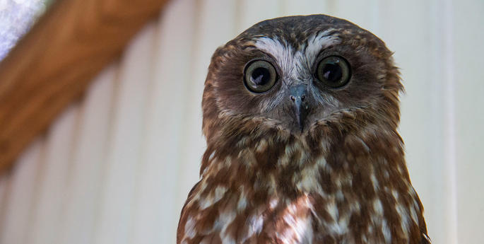 Spring is a busy time at Taronga's Wildlife Hospital