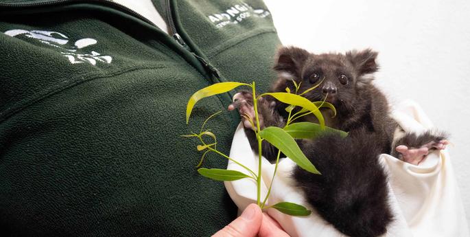 Tourists Rescue Greater Glider Joey After Epic Fall