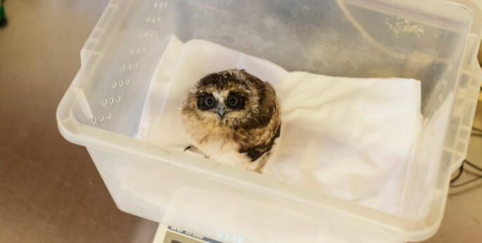 Rescued Boobook Chick