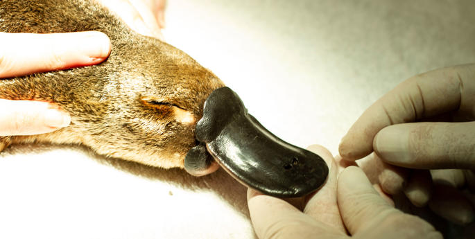 Seven Platypus rescued from drying waterways in the ACT