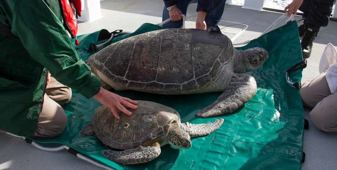 Taronga returns gentle giant to Sydney harbour